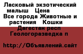 Ласковый экзотический малыш › Цена ­ 25 000 - Все города Животные и растения » Кошки   . Дагестан респ.,Геологоразведка п.